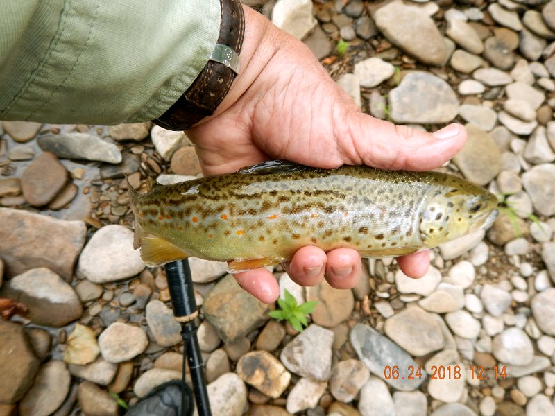 -Kettle Valley-083-.jpg - That did the trick.  Another brown.  All nice size fish.
